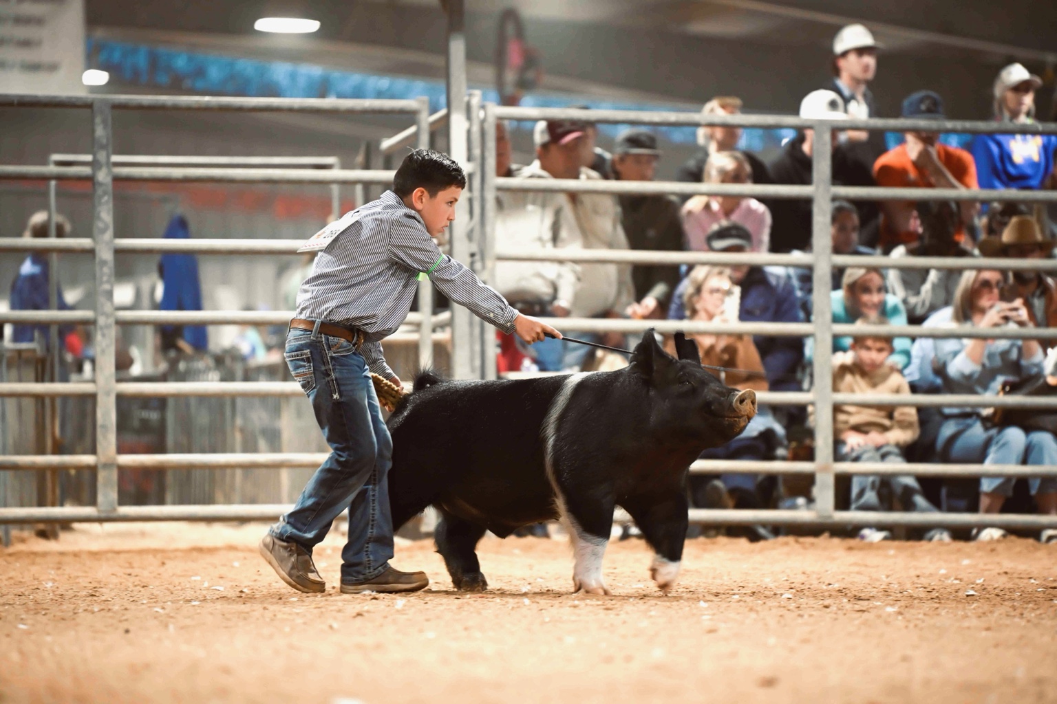 An exhibitor guiding a show pig through the ring
